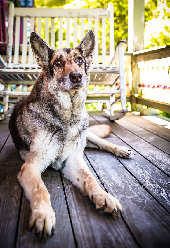 Pawbient Pet Photography Cruz-2