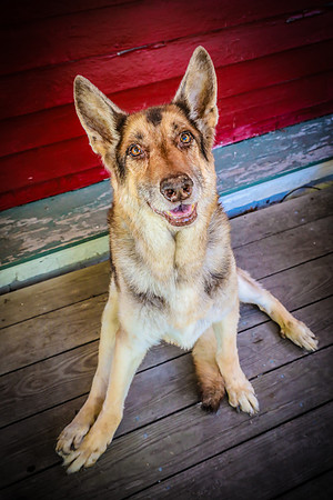 Pawbient Pet Photography Cruz-17