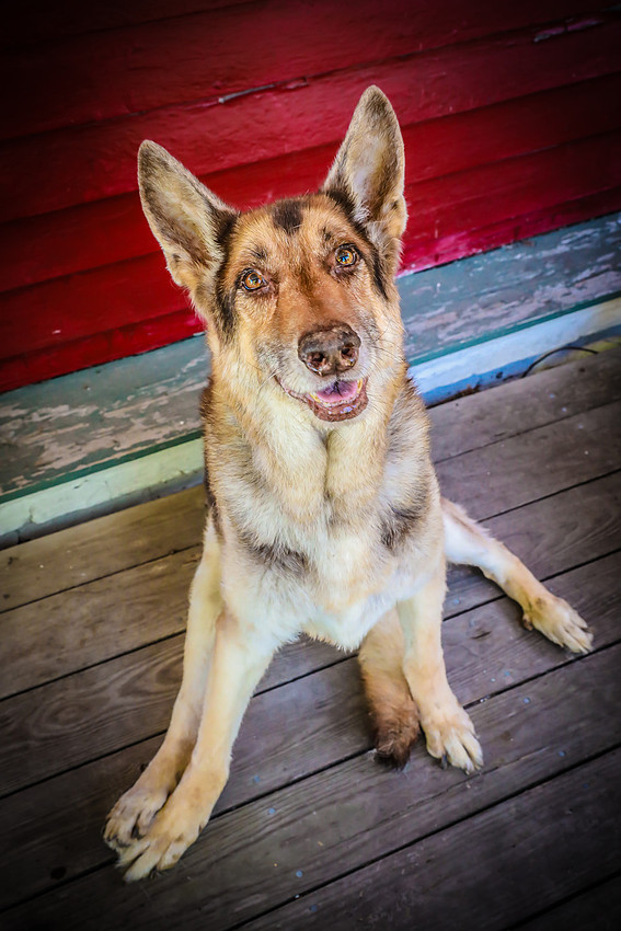 Pawbient Pet Photography Cruz-17
