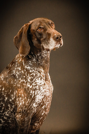Pawbient Pet Photography Hoyt-25