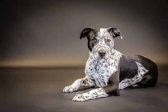 Pawbient Pet Photography Divot and Larry-28
