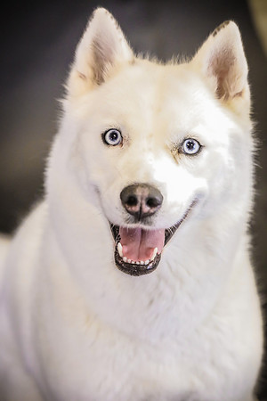 Pawbient Pet Photography Charlie-19