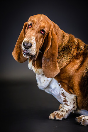 Pawbient Pet Photography Flash-41