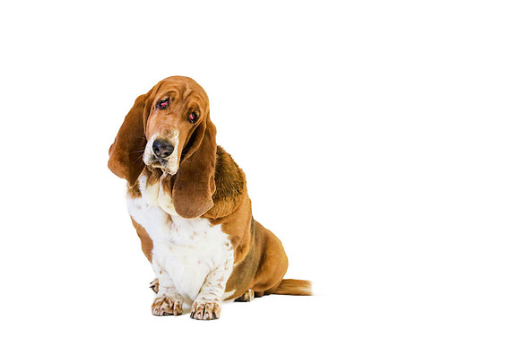 Pawbient Pet Photography Flash-7