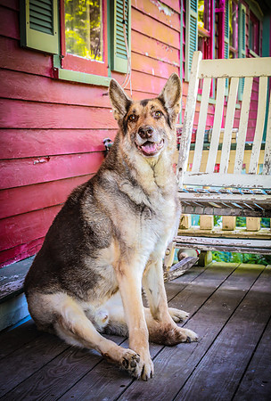 Pawbient Pet Photography Cruz-18