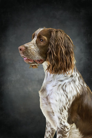Pawbient Pet Photography Neenah-13