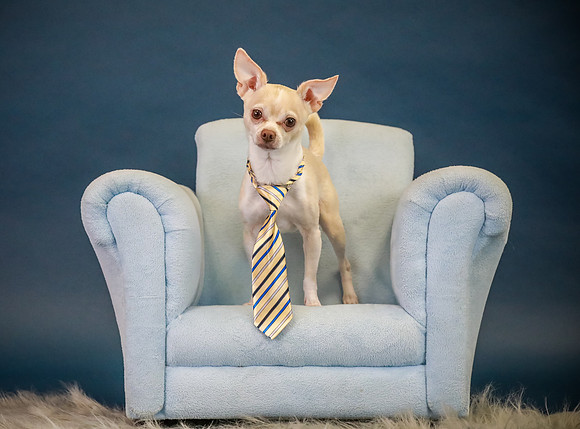 Pawbient Pet Photography Frankie-14