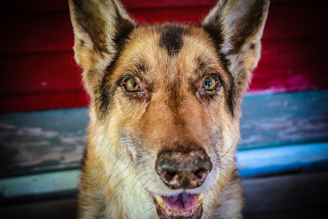 Pawbient Pet Photography Cruz-16