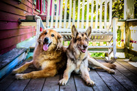 Pawbient Pet Photography Cruz-24