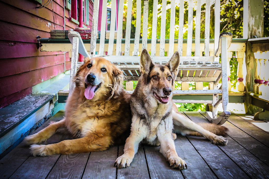 Pawbient Pet Photography Cruz-24
