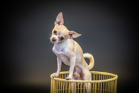 Pawbient Pet Photography Frankie-26