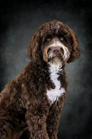 Pet Photography