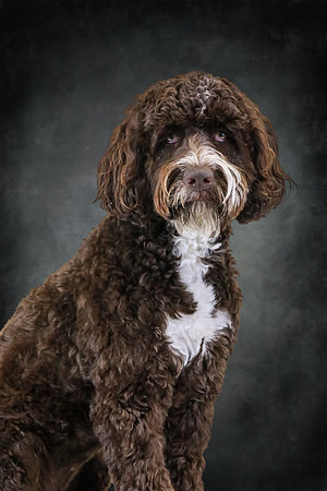 Pawbient Pet Photography Finn-31