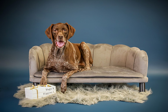 Pawbient Pet Photography Willow-8_(2)