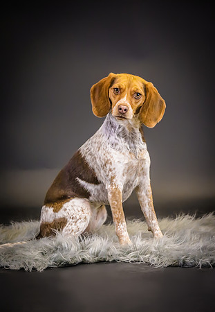 Pawbient Pet Photography Lottie-12